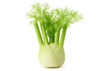 Fresh fennel bulb with stalks and vibrant green leaves, isolated on a transparent background, ready for culinary use