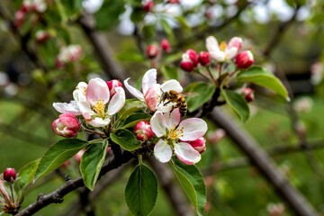 Close up bee getting nectar from flowering apple tree concept photo