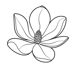 Simple black and white outline illustration of a magnolia flower in full bloom isolated on white