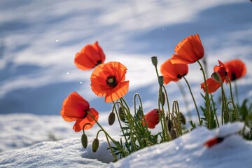 Vibrant Orange Poppies Blooming Winter