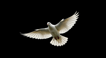 Fototapeta premium White Dove in Flight Peaceful Spirit Soaring High