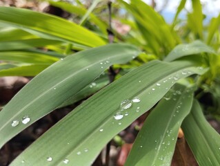 la lluvia,