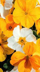 Fototapeta premium Vibrant orange and white flowers in full bloom close-up