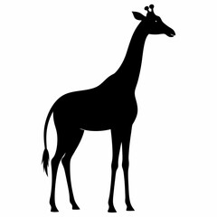 Giraffe Black Silhouette Stock Illustrations