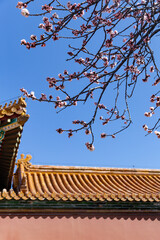 The apricot blossoms at the Shoukang Palace in the Forbidden City