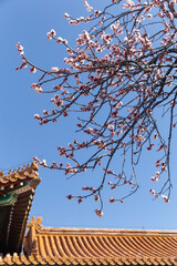 The apricot blossoms at the Shoukang Palace in the Forbidden City