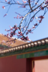 The apricot blossoms at the Shoukang Palace in the Forbidden City