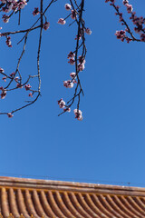 The apricot blossoms at the Shoukang Palace in the Forbidden City