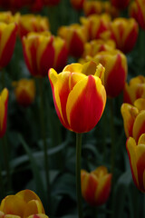 Tulip Flower at the Mount Vernon Tulip Festival, WA