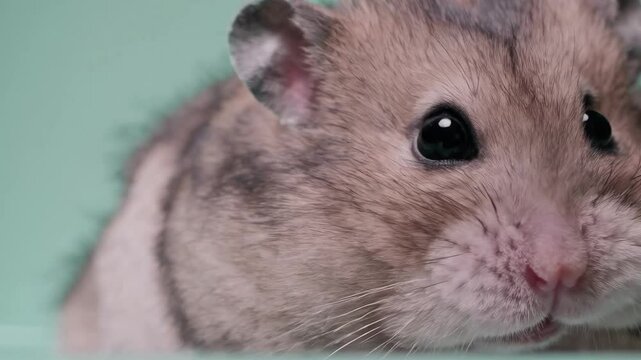 Chubby hamster cheeks puffing up with a breath against a pastel mint background