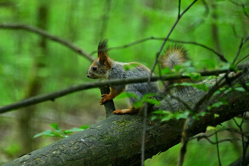 A grey squirrel, rare for the central zone.
