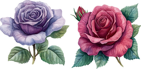 bouquet of pink roses