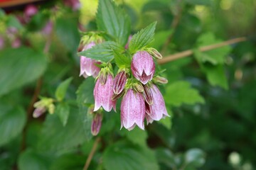 The garden is full of various flowers and full of green leaves.