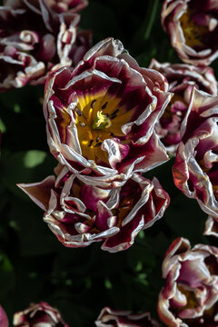 Tulip Flowers 'Wyndham' Variety