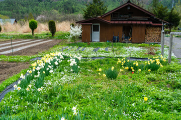 山村の花畑