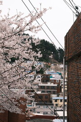 Cherry Blossom in Busan, South Korea