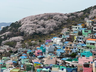 Cherry Blossom in Busan, South Korea
