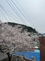 Cherry Blossom in Busan, South Korea