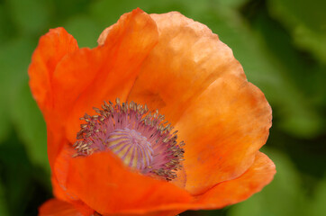 poppy flower in the garden