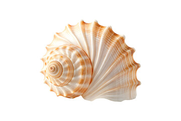 Obraz premium seashell isolated on transparent background