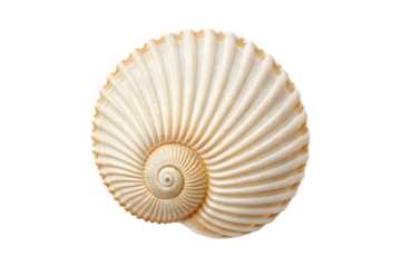 Spiral shell isolated on transparent background