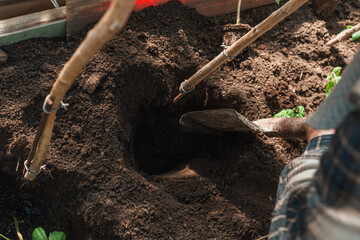 Fototapeta premium A man digs the ground with a shovel, preparing the soil for planting vegetables or flowers