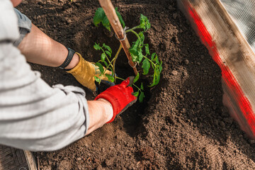 Fototapeta premium Seedlings are being prepared for planting in the greenhouse, spring planting