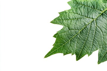Fototapeta premium Close-up of vibrant green grape leaf corner