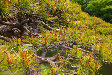 Pine tree branches with young cones, in a public park in Japan.