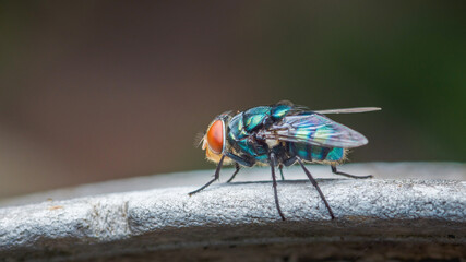Colorful blow fly standing on a metal surface
