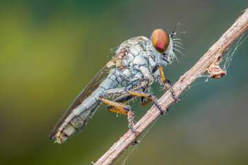 Robber fly sitting on a branch with red eyes and bristles