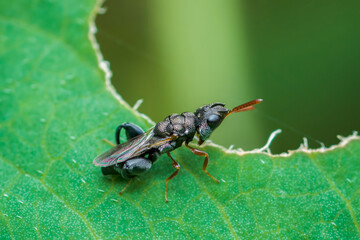 Tiny black insect exploring vibrant green leaf