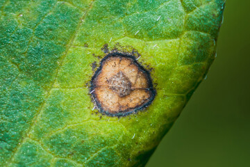 Early blight disease destroying leaf of potato plant