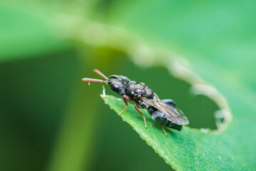 Fototapeta premium Small black insect resting on a green leaf
