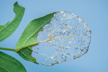 Partially eaten leaf showing intricate vein structure against blue sky