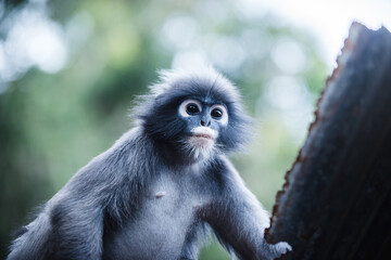 Dusky leaf monkey perched on a tree in a tropical forest
