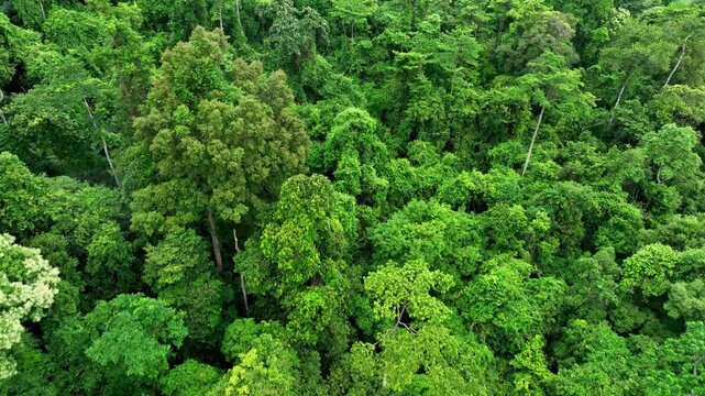 Aerial drone view of dense forest capturing lush green trees actively absorbing carbon dioxide, playing a vital role in reducing greenhouse gases and mitigating climate change. Thailand.
