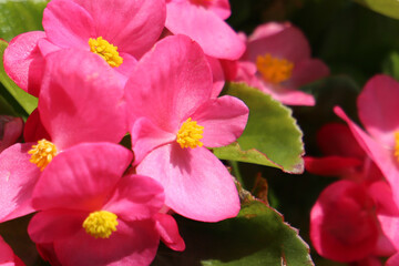 Pink begonias blooming beautifully along a walkway in Japan.