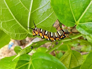 A caterpillar eating fresh leaves 
