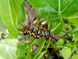 A caterpillar eating fresh shoot leaves 