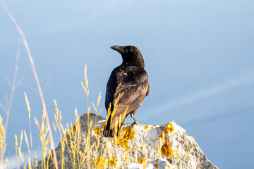 Corneille noire (Corvus corone) sur les hauteurs de la Tête de Chien, observant Monaco depuis les rochers d’un territoire escarpé