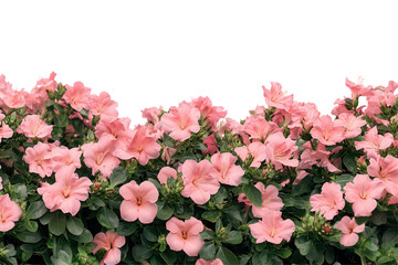 Beautiful bush of pink flowers in full bloom on transparent background with lush green leaves adding vibrant colors, perfect for floral designs and backgrounds