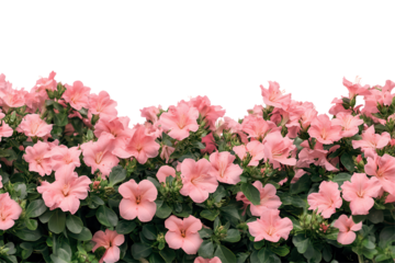 Beautiful bush of pink flowers in full bloom on transparent background with lush green leaves adding vibrant colors, perfect for floral designs and backgrounds