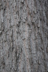 Close-up of a tree bark displaying rough texture and intricate details