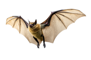 Bat in graceful flight with wings fully extended showcasing intricate details and patterns indicating agility and adaptability in a natural environment