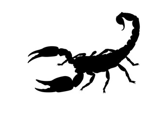 A silhouette of a scorpion with large pincers and a curved tail on a plain white background image
