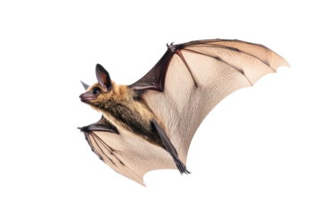 Bat in flight showcasing impressive wing flapping against a transparent background, capturing its unique anatomy and majestic movement during nighttime activities