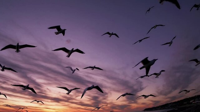 Flock of Birds Flying Against a Colorful Sunset Over the Ocean with Dramatic Clouds in the Background