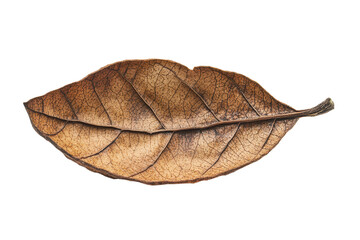 Isolated fall almond leaf resting on a white background highlighting intricate details of its texture and structure