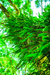 Natural Series : Fern on a big tree